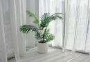 areca-palm