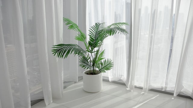 areca-palm